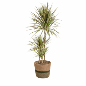 thumbnail_6000-98.png Dracaena Marginata 'Bicolor' met mand