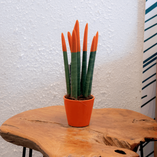 Sansevieria Cylindrica 'Velvet Touchz' - Oranje