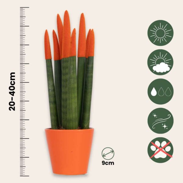 Sansevieria Cylindrica 'Velvet Touchz' - Oranje