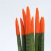 Sansevieria Cylindrica 'Velvet Touchz' - Oranje