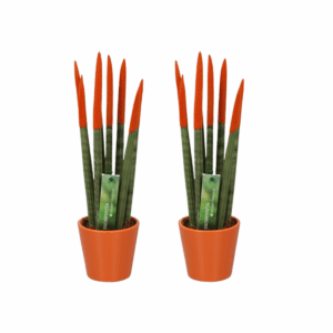 Sansevieria Cylindrica - Velvet Touch | 2 stuks