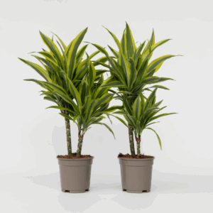 Dracaena Deremensis - Lemon Lime | 2 stuks