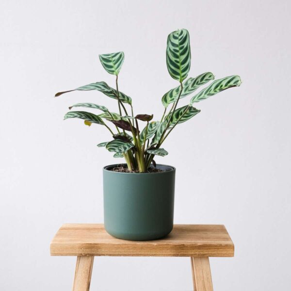 Ctenanthe Amagris - Set Van 2 - Gebedsplant