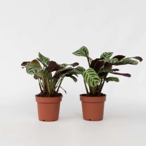 Ctenanthe Amagris - Set Van 2 - Gebedsplant