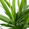 Yucca Elephantipes - Palmlelie | 2 stuks