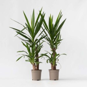 Yucca Elephantipes - Palmlelie | 2 stuks