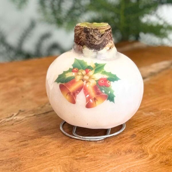 Hippeastrum 'Porcelain Wax Mix' - Amaryllis - Set Van 2