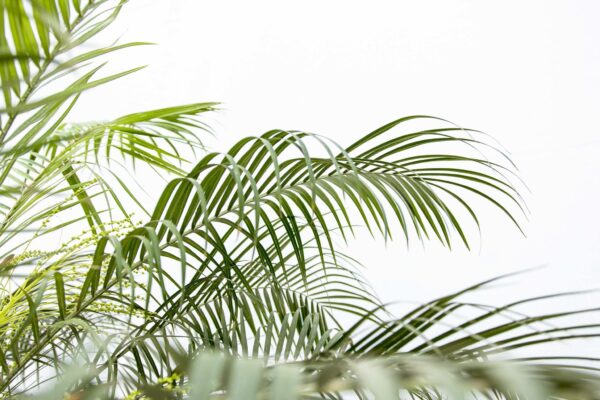 Phoenix Roebelenii op stam