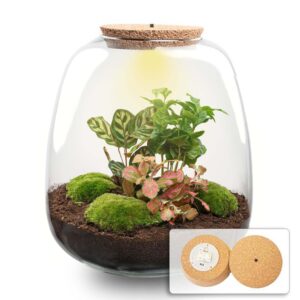Plant terrarium 'Nora' - Coffea Red met LED kurk