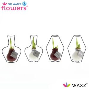 No Water Flowers Waxz Formz Classic Mix - 4 stuks
