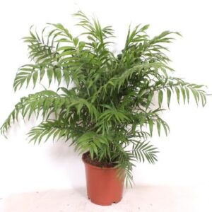 thumbnail_6000-5.jpg Chamaedorea Elegans