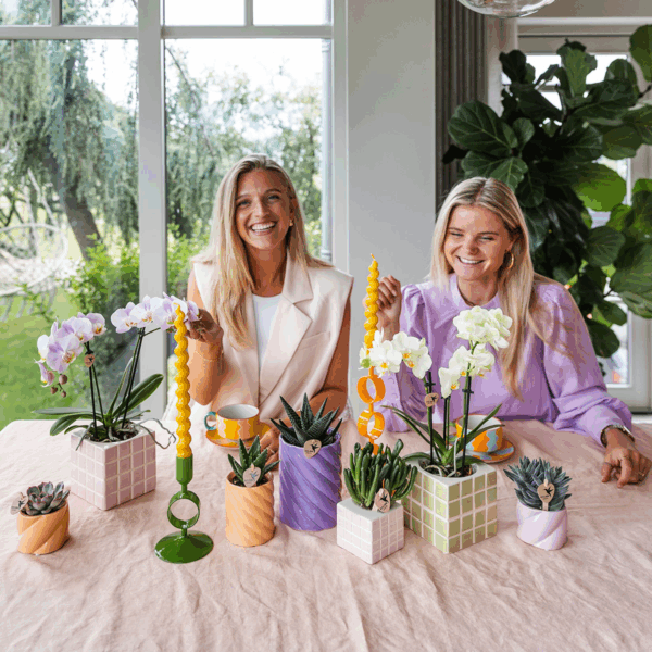 Roze orchidee - 'Portugal' - Phalaenopsis in sierpot Mosa