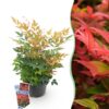 Nandina Gulfstream - Oranje - Groenblijvend - Weinig Onderhoud