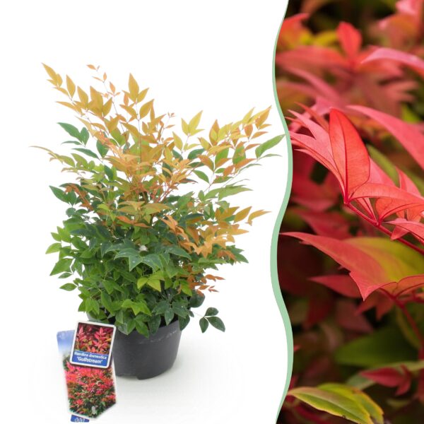 thumbnail_6000-1006.jpg Nandina Gulfstream - Oranje - Groenblijvend - Weinig Onderhoud