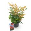 Nandina Gulfstream - Oranje - Groenblijvend - Weinig Onderhoud