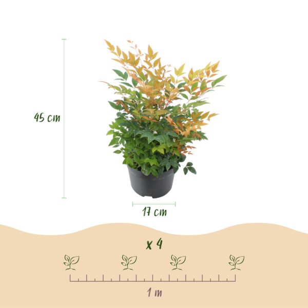 thumbnail_6000-1008.jpg Nandina Gulfstream - Oranje - Groenblijvend - Weinig Onderhoud