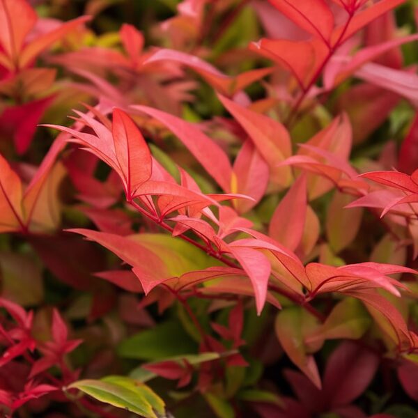 thumbnail_6000-1009.jpg Nandina Gulfstream - Oranje - Groenblijvend - Weinig Onderhoud