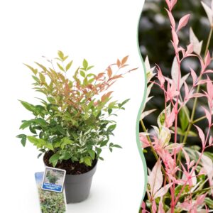thumbnail_6000-1018.jpg Nandina Twilight - Bont & Roze - Groenblijvend - Weinig Onderhoud