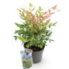 Nandina Twilight - Bont & Roze - Groenblijvend - Weinig Onderhoud