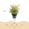 Nandina Twilight - Bont & Roze - Groenblijvend - Weinig Onderhoud