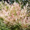 Nandina Twilight - Bont & Roze - Groenblijvend - Weinig Onderhoud