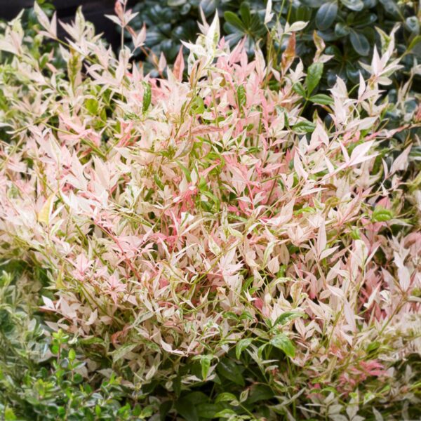 Nandina Twilight - Bont & Roze - Groenblijvend - Weinig Onderhoud