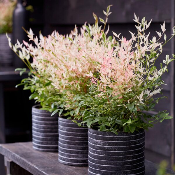 Nandina Twilight - Bont & Roze - Groenblijvend - Weinig Onderhoud
