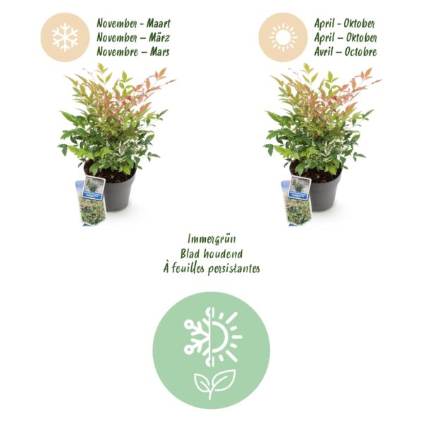 Nandina Twilight - Bont & Roze - Groenblijvend - Weinig Onderhoud