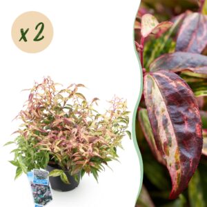 thumbnail_6000-1030.jpg Leucothoe Makijaz - Bruin - 2 Planten - Groenblijvend - Weinig Onderhoud