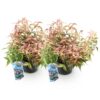 Leucothoe Makijaz - Bruin - 2 Planten - Groenblijvend - Weinig Onderhoud