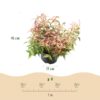 Leucothoe Makijaz - Bruin - 2 Planten - Groenblijvend - Weinig Onderhoud