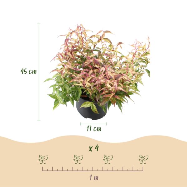 thumbnail_6000-1032.jpg Leucothoe Makijaz - Bruin - 2 Planten - Groenblijvend - Weinig Onderhoud