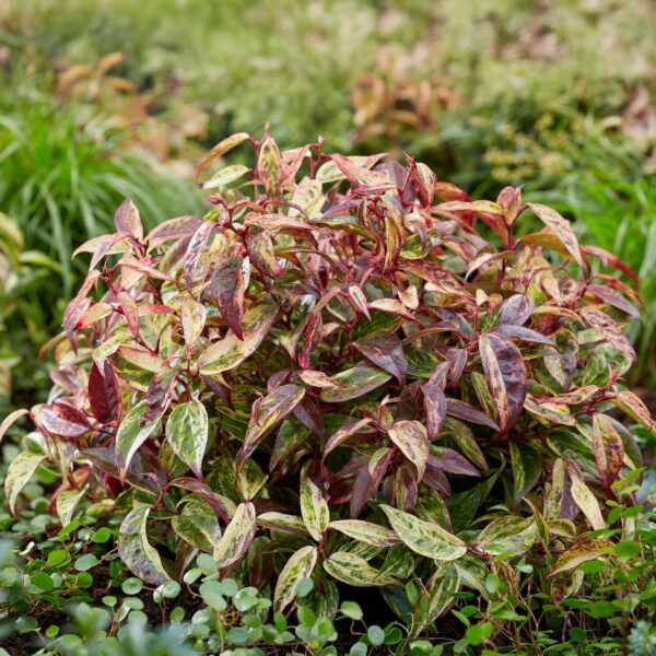thumbnail_6000-1034.jpg Leucothoe Makijaz - Bruin - 2 Planten - Groenblijvend - Weinig Onderhoud