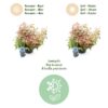 Leucothoe Makijaz - Bruin - 2 Planten - Groenblijvend - Weinig Onderhoud