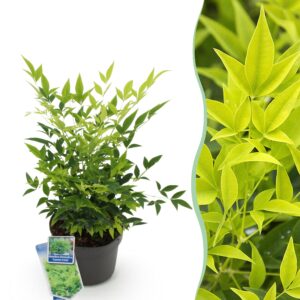 thumbnail_6000-1042.jpg Nandina Lemon & Lime - Geel - Groenblijvend - Weinig Onderhoud