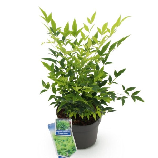 thumbnail_6000-1043.jpg Nandina Lemon & Lime - Geel - Groenblijvend - Weinig Onderhoud
