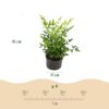 Nandina Lemon & Lime - Geel - Groenblijvend - Weinig Onderhoud