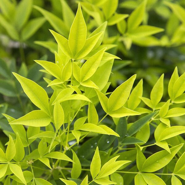 thumbnail_6000-1045.jpg Nandina Lemon & Lime - Geel - Groenblijvend - Weinig Onderhoud