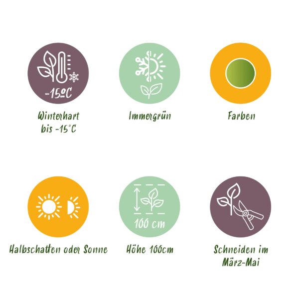 thumbnail_6000-1048.jpg Nandina Lemon & Lime - Geel - Groenblijvend - Weinig Onderhoud