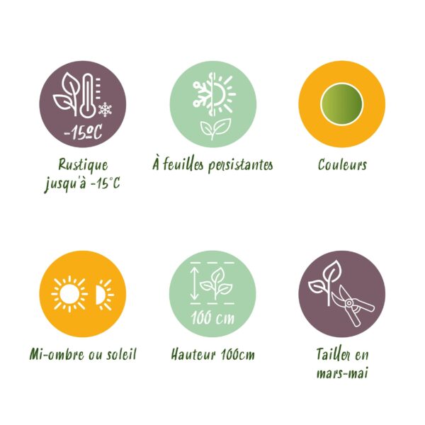 thumbnail_6000-1050.jpg Nandina Lemon & Lime - Geel - Groenblijvend - Weinig Onderhoud