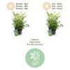 Nandina Lemon & Lime - Geel - Groenblijvend - Weinig Onderhoud