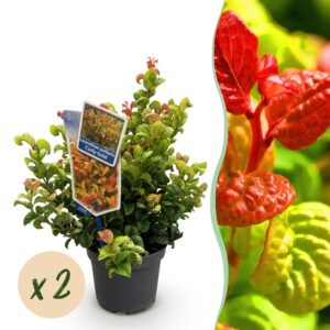 thumbnail_6000-1054.jpg Leucothoe Curly Gold - Geel - 2 Planten - Groenblijvend - Weinig Onderhoud