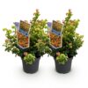Leucothoe Curly Gold - Geel - 2 Planten - Groenblijvend - Weinig Onderhoud