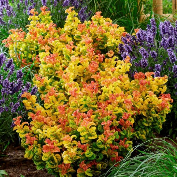 Leucothoe Curly Gold - Geel - 2 Planten - Groenblijvend - Weinig Onderhoud