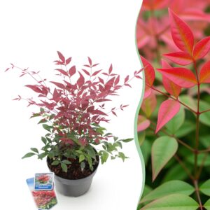 thumbnail_6000-1066.jpg Nandina Obsessed - Rood - Groenblijvend - Weinig Onderhoud