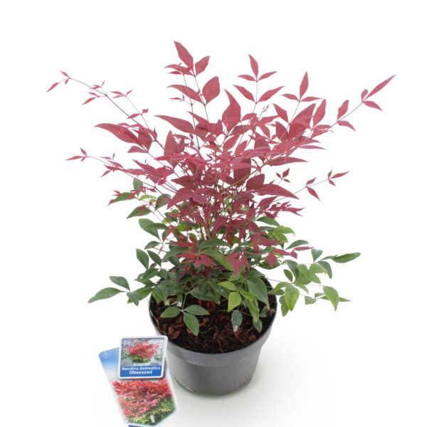 thumbnail_6000-1067.jpg Nandina Obsessed - Rood - Groenblijvend - Weinig Onderhoud