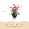 Nandina Obsessed - Rood - Groenblijvend - Weinig Onderhoud