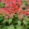 Nandina Obsessed - Rood - Groenblijvend - Weinig Onderhoud