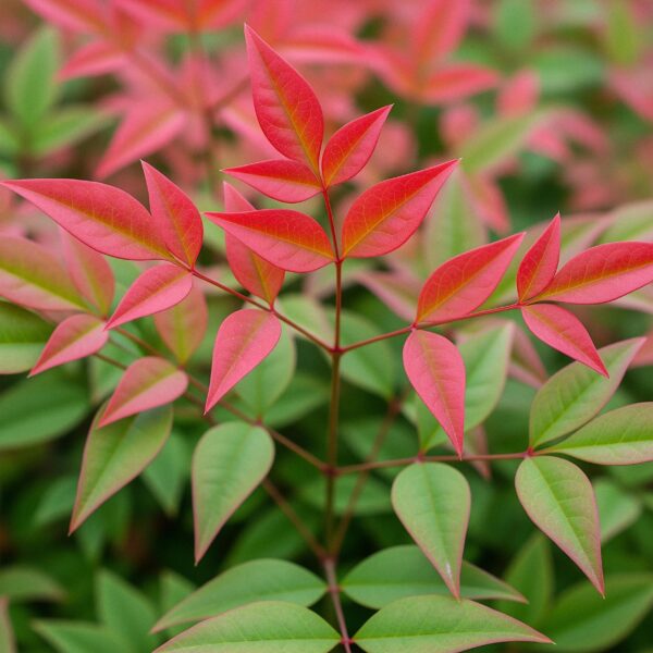 thumbnail_6000-1069.jpg Nandina Obsessed - Rood - Groenblijvend - Weinig Onderhoud