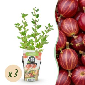 thumbnail_6000-107.jpg Kruisbes - Ribes uva-crispa Hinnonmaki Rod - Winterhard - 3 Planten